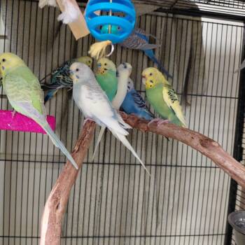 Parakeet Birds Available for Adoption - 18 | PetCurious