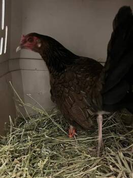 BERTHOLDT -  Chicken Bird for Adoption in Las Vegas, Nevada - BERTHOLDT | PetCurious