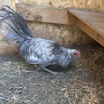 Pigeon -  Chicken Bird for Adoption in Cheyenne, Wyoming - Pigeon | PetCurious