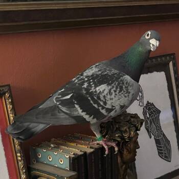 Gallop -  Pigeon Bird Available for Adoption in Chicago, Illinois - Gallop | PetCurious