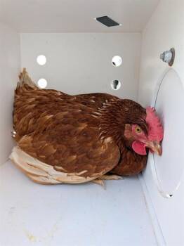 Chicken Birds Available for Adoption in Ontario, California - A008380 | PetCurious