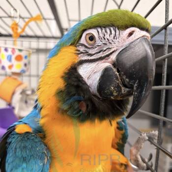 Forest -  Macaw Bird Available for Adoption in West Warwick, Rhode Island - Forest | PetCurious