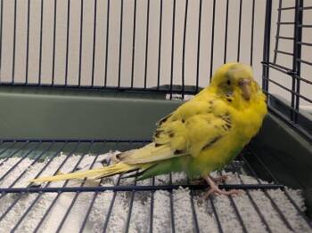 Parakeet Birds Available for Adoption in Kent, Washington - CRUMB | PetCurious