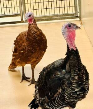 Little Foot & Pumpkin -  Turkey Bird for Adoption in Saint Charles, Missouri - Little Foot & Pumpkin | PetCurious