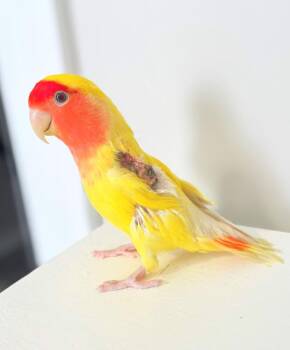 Lovebird Birds Available for Adoption - Mr. Lucy | PetCurious