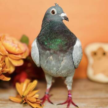 Pigeon Birds Available for Adoption - Dentyne | PetCurious