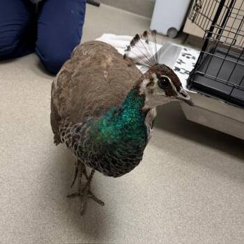 Peacock Peafowl Birds Available for Adoption in Las Vegas, Nevada - RAY | PetCurious