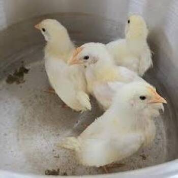 Chicken Birds Available for Adoption in Lyndhurst, Virginia - SVAS-Stray-38479 | PetCurious