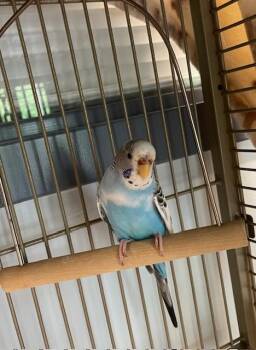 Addison -  Parakeet Bird for Adoption in Stafford, Virginia - Addison | PetCurious
