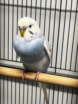 Sky -  Budgie Budgerigar Bird for Adoption in Lafayette, Indiana - Sky | PetCurious