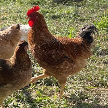 Chillvester -  Chicken Bird for Adoption in Quakertown, Pennsylvania - Chillvester | PetCurious