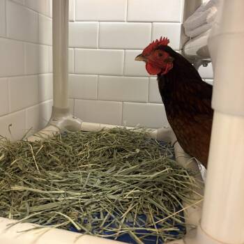 Chicken Birds Available for Adoption - Anika | PetCurious