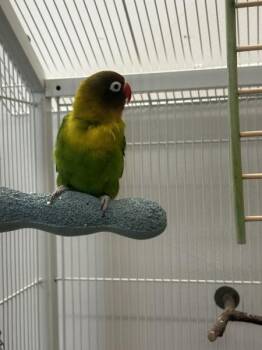 Lovebird Birds Available for Adoption in Stratham, New Hampshire - Winnie | PetCurious