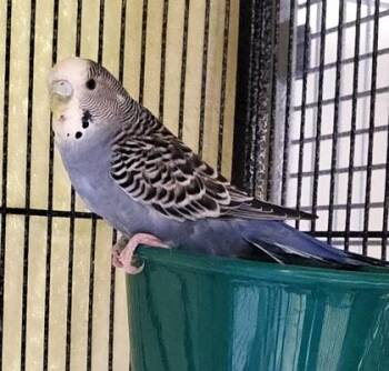 Budgie Budgerigar Birds Available for Adoption in Fairfax, Virginia - Leon | PetCurious