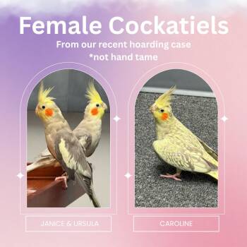 Cockatiel Birds Available for Adoption in Waukesha, Wisconsin - Female Cockatiels | PetCurious