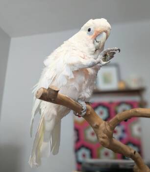 Cockatoo Birds Available for Adoption - Lily | PetCurious