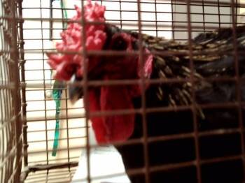 Chicken Birds Available for Adoption in Martinez, California - NOVA | PetCurious