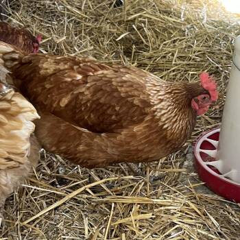 Chicken Birds Available for Adoption in Quakertown, Pennsylvania - Hennifer Lopez | PetCurious