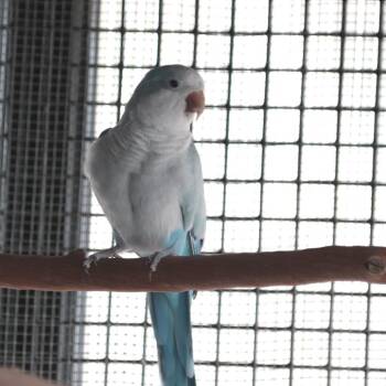 Parakeet Birds Available for Adoption in Kanab, Utah - Seamus | PetCurious