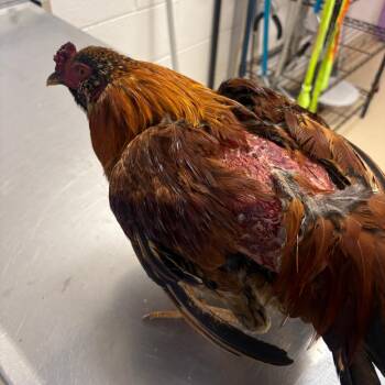 Cluck cluck -  Chicken Bird for Adoption in Lufkin, Texas - Cluck Cluck | PetCurious