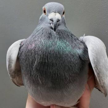 Sandwich -  Pigeon Bird for Adoption in Chicago, Illinois - Sandwich | PetCurious