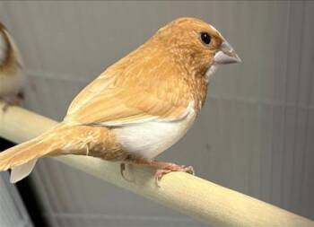 Coraline -  Finch Bird for Adoption in Montreal, Quebec - Coraline | PetCurious