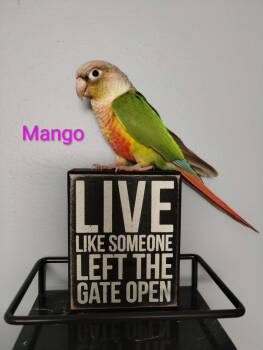 Mango and Peach -  Conure Bird Available for Adoption in Aurora, Illinois - Mango And Peach | PetCurious