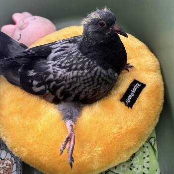 Auggie -  Pigeon Bird for Adoption in Chicago, Illinois - Auggie | PetCurious