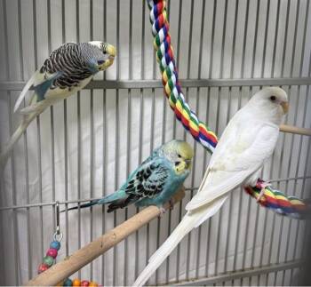 SKITTLES -  Parakeet Bird for Adoption in Dedham, Massachusetts - SKITTLES | PetCurious