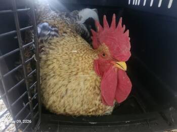 Chicken Birds Available for Adoption in Santa Cruz, California - SIR CHEEPS A LOT | PetCurious