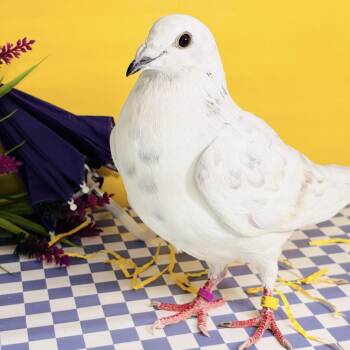 Pigeon Birds Available for Adoption in Chicago, Illinois - Quartz | PetCurious