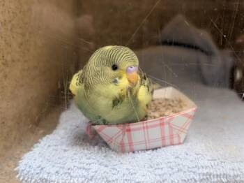 GOLDMAN -  Parakeet Bird for Adoption in Kent, Washington - GOLDMAN | PetCurious