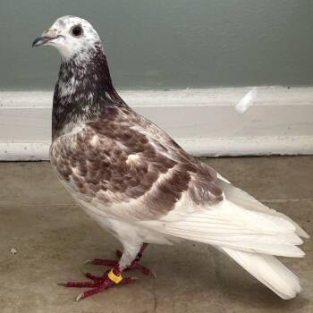 Ophelia -  Pigeon Bird for Adoption in Chicago, Illinois - Ophelia | PetCurious