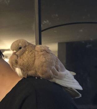 Pigeon Birds Available for Adoption - Peach | PetCurious