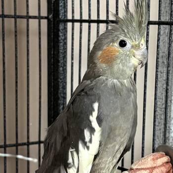 Cockatiel Birds Available for Adoption in Lenexa, Kansas - Bashful | PetCurious