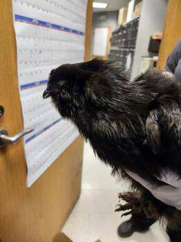 Chicken Birds Available for Adoption - BARRACUDA | PetCurious