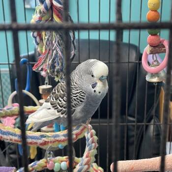 Parakeet Birds Available for Adoption in Circleville, Ohio - Rio | PetCurious