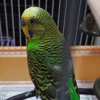 Budgie Budgerigar Birds Available for Adoption - Kiwi | PetCurious