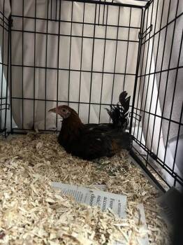 CHULETA -  Chicken Bird for Adoption in Las Vegas, Nevada - CHULETA | PetCurious