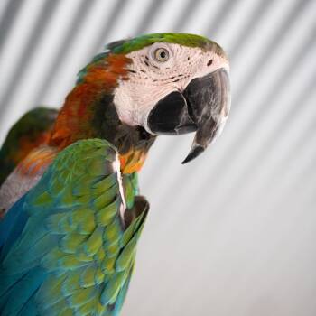Macaw Birds Available for Adoption in Kanab, Utah - Harley | PetCurious
