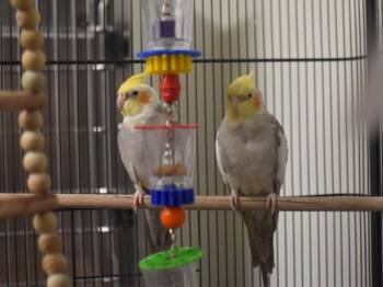 Ash & Cole -  Cockatiel Bird for Adoption in Portland, Oregon - Ash & Cole | PetCurious