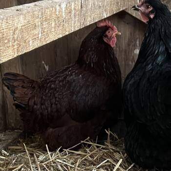 Chicken Birds Available for Adoption - Big Red | PetCurious