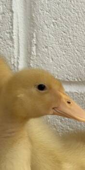 Doc Duck -  Duck Bird for Adoption in Fairfax, Virginia - Doc Duck | PetCurious