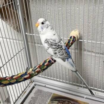 Parakeet #29 -  Parakeet Bird for Adoption in Wheaton, Illinois - Parakeet #29 | PetCurious