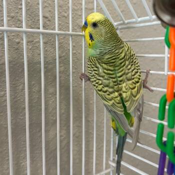 Sesame -  Parakeet Bird for Adoption in West Des Moines, Iowa - Sesame | PetCurious