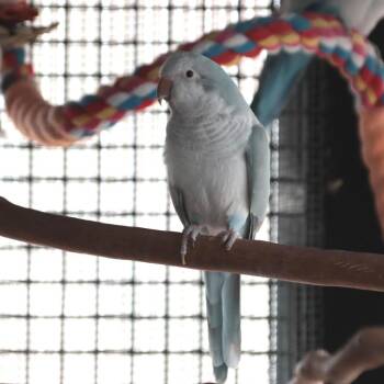 Parakeet Birds Available for Adoption in Kanab, Utah - Lavender | PetCurious