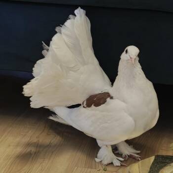 Pigeon Birds Available for Adoption in Chicago, Illinois - Kumiko | PetCurious
