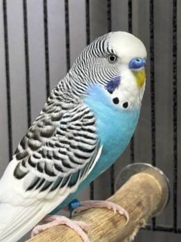 BLUE -  Budgie Budgerigar Bird for Adoption in Fairbanks, Alaska - BLUE | PetCurious