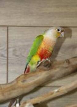 Conure Birds Available for Adoption in Pittsburgh, Pennsylvania - Fizzle | PetCurious