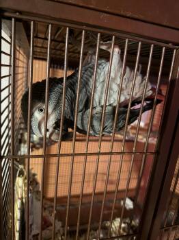 African Grey Birds Available for Adoption in Aurora, Illinois - Shredder | PetCurious